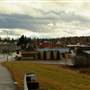 Whitefish