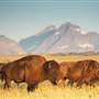 TRIBAL BISON HERDS
