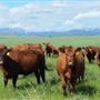 Fischer Red Angus