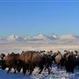 AMS Ranch