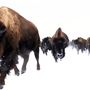 Blackfeet Indian Reservation