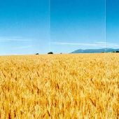 Townsend Grainfield