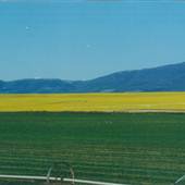 Townsend Canola Field