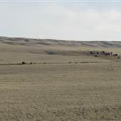 Buffalo Jump Road