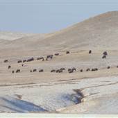 Neihart Ranch