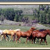Crazy Mountain Cattle Co.