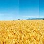 Townsend Grainfield