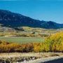 Fall Colors