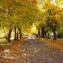 Fall Colors