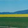 Townsend Canola Field