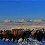 AMS Ranch