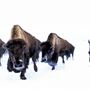 Blackfeet Indian Reservation