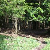 Cole Ranch [Forest]