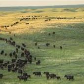 Matador Cattle Co.