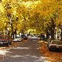 Fall Colors