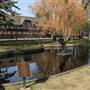 Whitefish