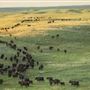 Matador Cattle Co.