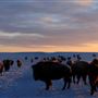 AMS Ranch