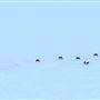 Blackfeet Indian Reservation