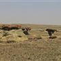 Blackfeet Nation Hoodoos