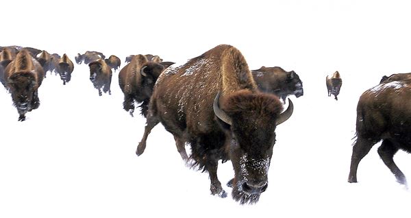 Blackfeet Indian Reservation (1/8/2026 - Credits: Jim Ward)
