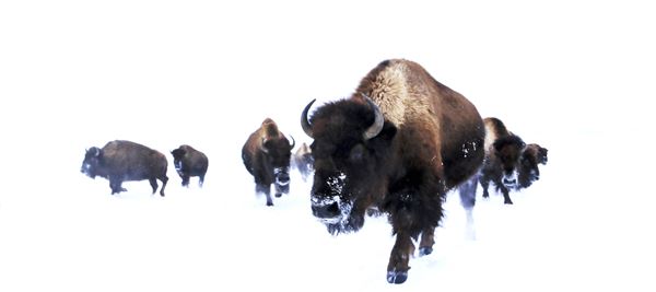 Blackfeet Indian Reservation (1/8/2026 - Credits: Jim Ward)