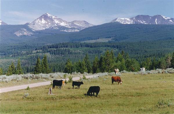 Mule Ranch (8/1/1993)