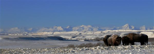 Blackfeet Indian Reservation (1/8/2026 - Credits: Jim Ward)