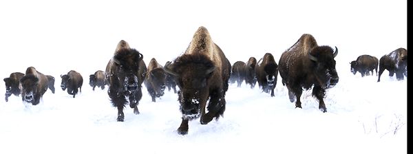 Blackfeet Indian Reservation (1/8/2026 - Credits: Jim Ward)