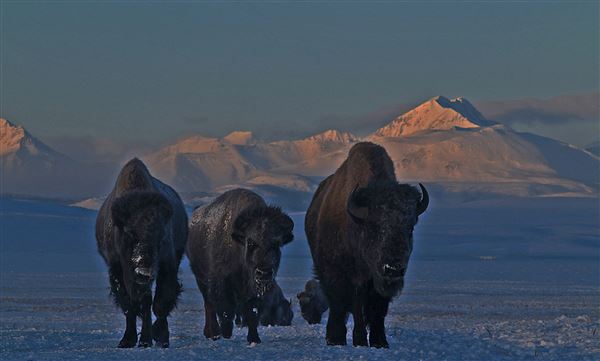 Blackfeet Indian Reservation (1/8/2026 - Credits: Jim Ward)