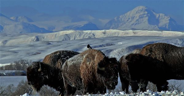 Blackfeet Indian Reservation (1/8/2026 - Credits: Jim Ward)