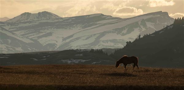 Blackfeet Indian Reservation (1/8/2026)