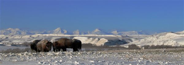 Blackfeet Indian Reservation (1/8/2026 - Credits: Jim Ward)