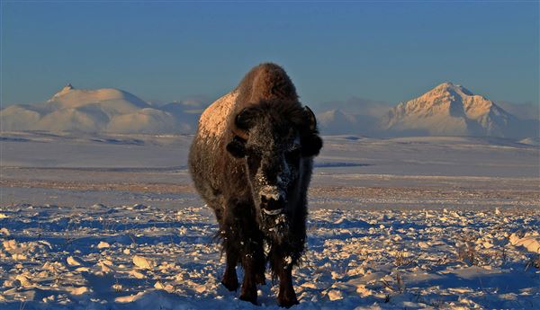 Blackfeet Indian Reservation (1/8/2026 - Credits: Jim Ward)