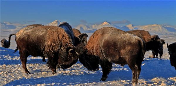 Blackfeet Indian Reservation (1/8/2026 - Credits: Jim Ward)