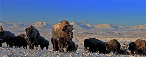 Blackfeet Indian Reservation (1/8/2026 - Credits: Jim Ward)