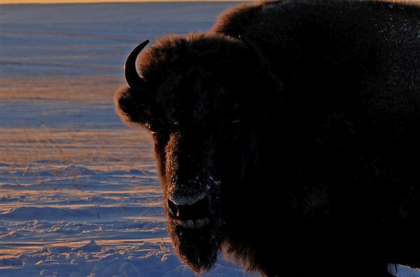 Blackfeet Indian Reservation (1/8/2026 - Credits: Jim Ward)