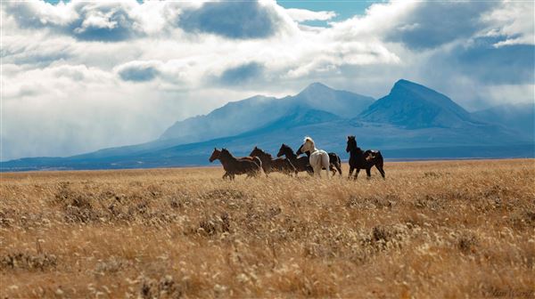 Blackfeet Indian Reservation (1/8/2026 - Credits: Jim Ward)