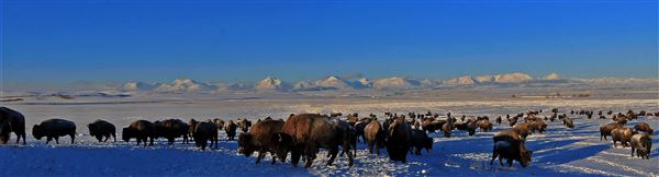 Blackfeet Indian Reservation (1/8/2026 - Credits: Jim Ward)