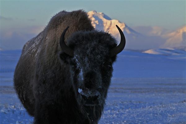 Blackfeet Indian Reservation (1/8/2026 - Credits: Jim Ward)