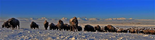 Blackfeet Indian Reservation (1/8/2026 - Credits: Jim Ward)