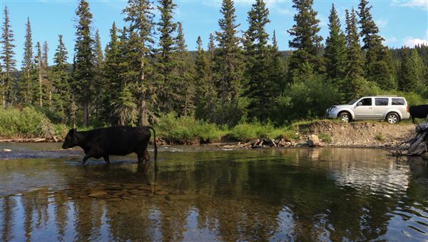 Blackfeet Indian Reservation (1/8/2026 - Credits: Jim Ward)