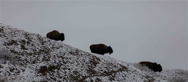 Blackfeet Indian Reservation (1/8/2026)