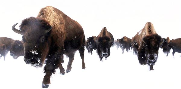 Blackfeet Indian Reservation (1/8/2026 - Credits: Jim Ward)