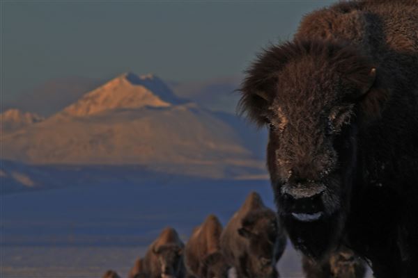 Blackfeet Indian Reservation (1/8/2026 - Credits: Jim Ward)