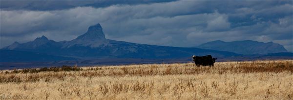 Blackfeet Indian Reservation (1/8/2026 - Credits: Jim Ward)