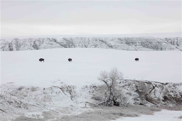 Blackfeet Indian Reservation (1/8/2026)