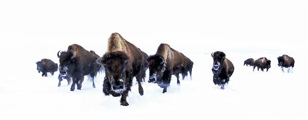 Blackfeet Indian Reservation (1/8/2026 - Credits: Jim Ward)