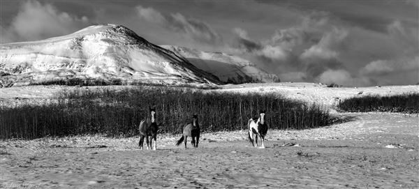 Blackfeet Indian Reservation (1/8/2026 - Credits: Jim Ward)