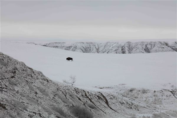 Blackfeet Indian Reservation (1/8/2026)